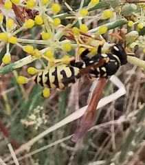 Polistes gallicus