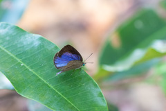 Arhopala