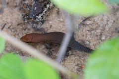 Eutropis macularia