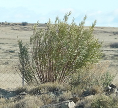 Gomphocarpus fruticosus