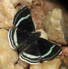 Chalodeta theodora