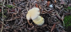 Hygrophorus chrysodon