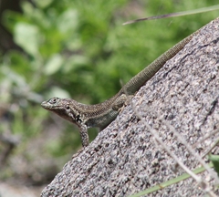 Liolaemus zapallarensis