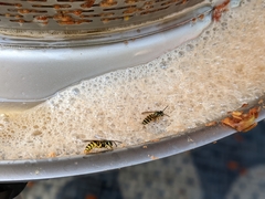 Vespula flavopilosa