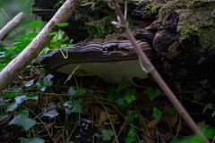 Ganoderma