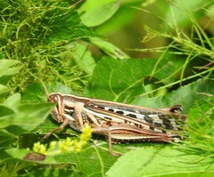 Schistocerca americana