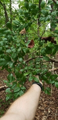 Vaccinium arboreum