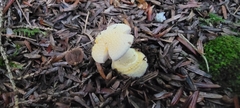 Hygrophorus chrysodon