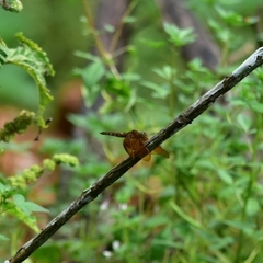 Neurothemis fulvia