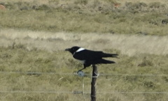 Corvus albus