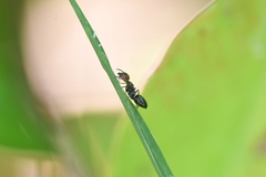 Camponotus lateralis