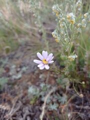 Galatella angustissima