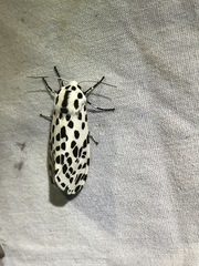 Hypercompe permaculata