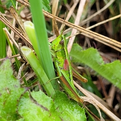 Euthystira brachyptera