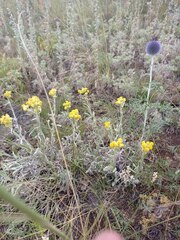 Helichrysum arenarium