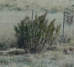 Gomphocarpus fruticosus