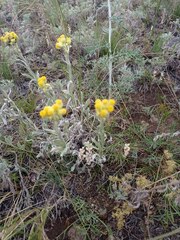 Helichrysum arenarium