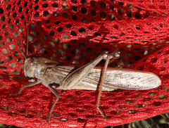 Locusta migratoria cinerascens