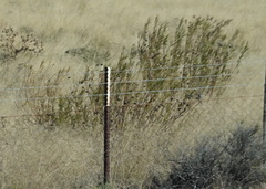 Gomphocarpus fruticosus