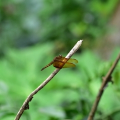 Neurothemis fulvia