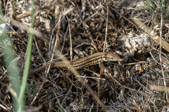Podarcis tauricus