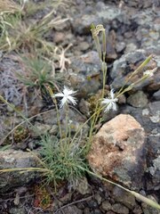 Dianthus acicularis