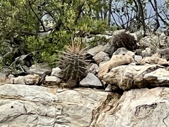 Hamatocactus hamatacanthus