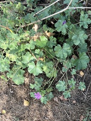 Malva sylvestris