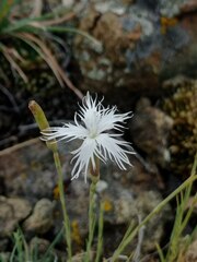 Dianthus acicularis