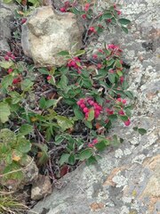 Cotoneaster alaunicus