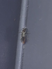 Sphaeropthalma imperialis