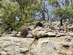 Hamatocactus hamatacanthus