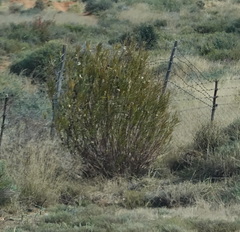 Gomphocarpus fruticosus