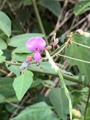 Desmodium glabellum