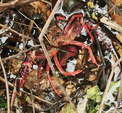 Procambarus clarkii