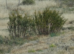 Gomphocarpus fruticosus