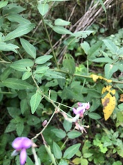 Desmodium glabellum