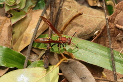 Polistes versicolor