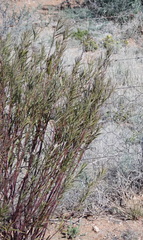 Gomphocarpus fruticosus