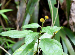 Tilesia baccata