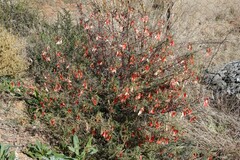 Lessertia frutescens