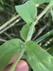 Epilobium parviflorum