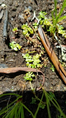 Callitriche stagnalis