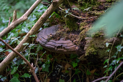 Ganoderma