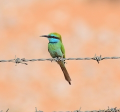Merops cyanophrys