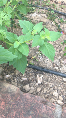 Solanum physalifolium nitidibaccatum