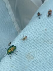 Cryptocephalus sericeus