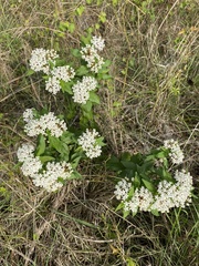 Asclepias texana