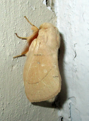 Philotherma rosa