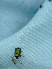 Cryptocephalus sericeus